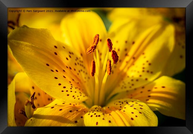 Yelllow Liliies Framed Print by Pam Sargeant