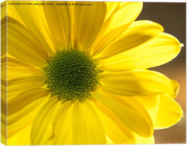 Yellow Osteospermum Canvas Print by Pam Sargeant