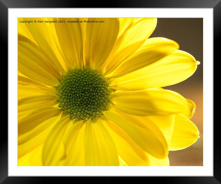 Yellow Osteospermum Framed Mounted Print by Pam Sargeant