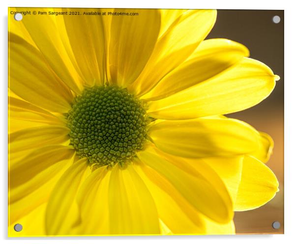 Yellow Osteospermum Acrylic by Pam Sargeant