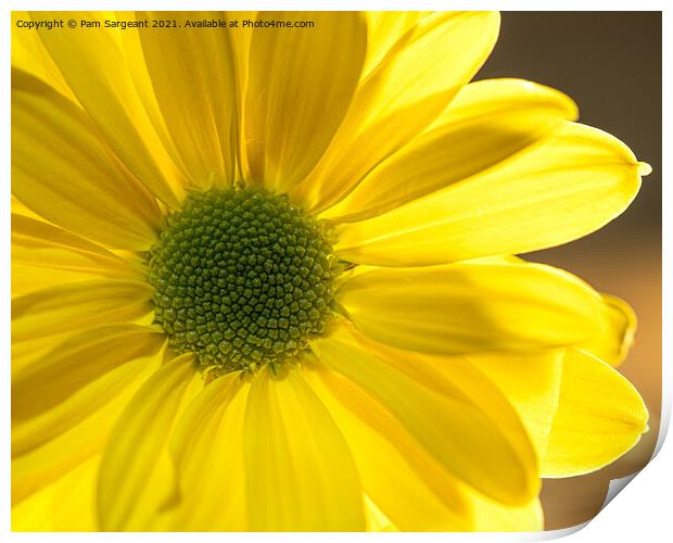 Yellow Osteospermum Print by Pam Sargeant