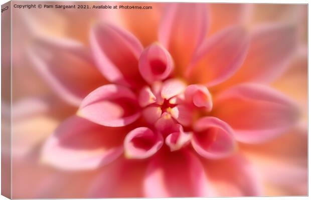 Pink Dahlia Close up Canvas Print by Pam Sargeant