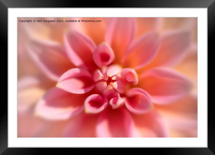 Pink Dahlia Close up Framed Mounted Print by Pam Sargeant