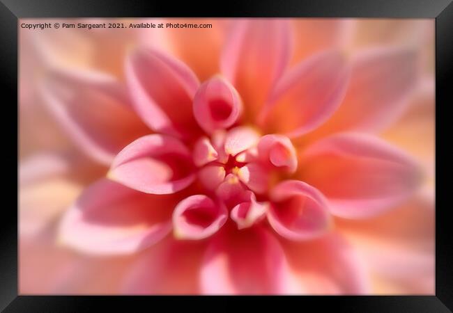 Pink Dahlia Close up Framed Print by Pam Sargeant