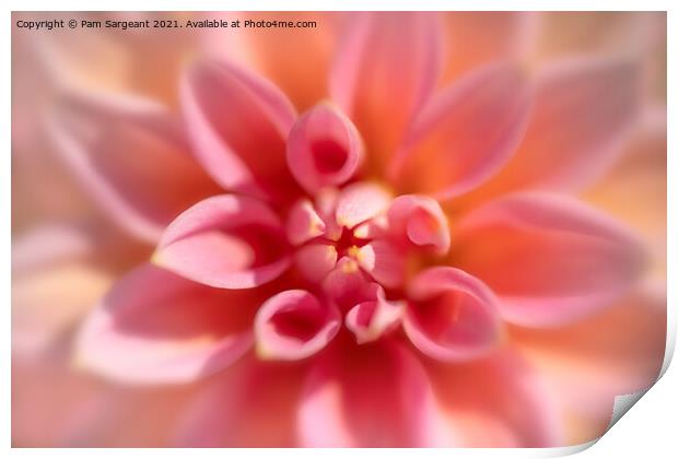 Pink Dahlia Close up Print by Pam Sargeant