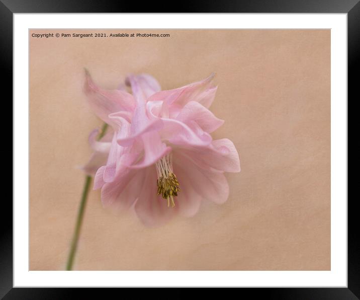 Aquilegia  Framed Mounted Print by Pam Sargeant
