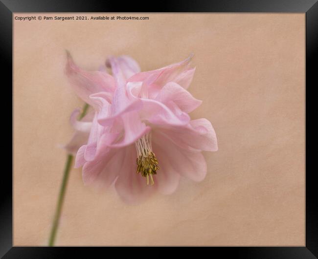 Aquilegia  Framed Print by Pam Sargeant