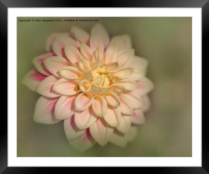 Dahlia Framed Mounted Print by Pam Sargeant