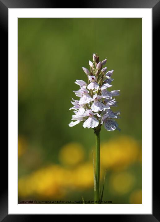 Wild orchid Framed Mounted Print by Rumyana Whitcher