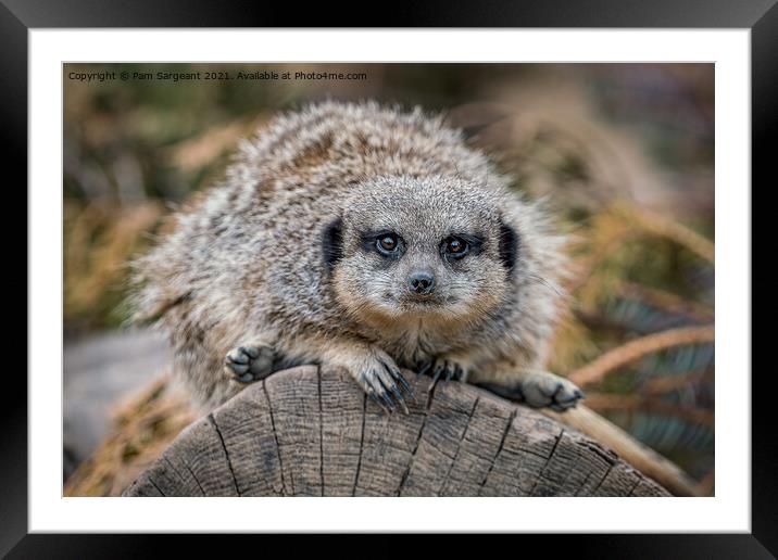 Meerkat Framed Mounted Print by Pam Sargeant