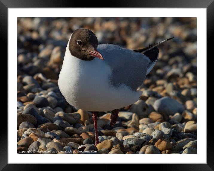 Black-Headed Gull in Sussex. Framed Mounted Print by Mark Ward