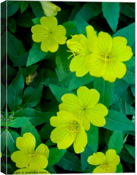Yellow flowers Canvas Print by Stephanie Moore