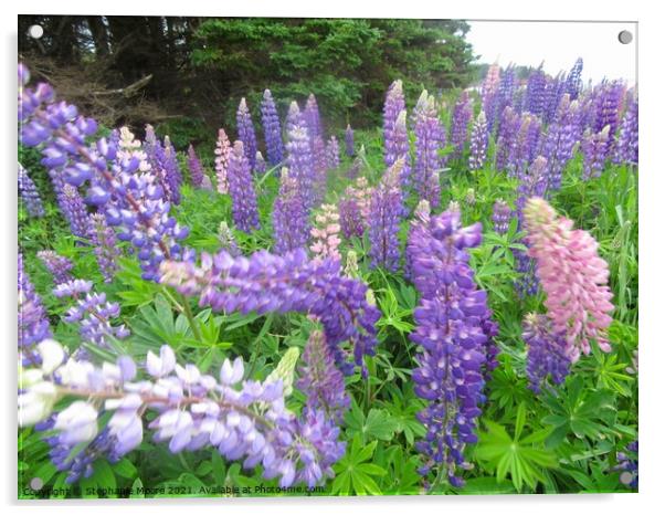 Lupins in Prince Edward Island, Canada Acrylic by Stephanie Moore