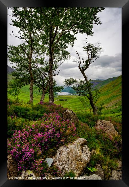 Natural Flora, Lake District Framed Print by Nigel Wilkins