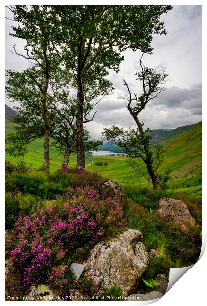 Natural Flora, Lake District Print by Nigel Wilkins