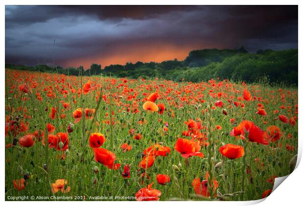 Poppy Field Fading Storm Print by Alison Chambers