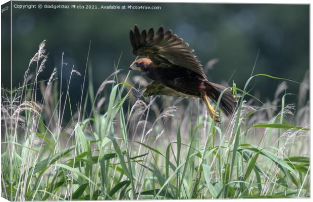 Marsh Harrier Juvenile rising from the reedbed Canvas Print by GadgetGaz Photo