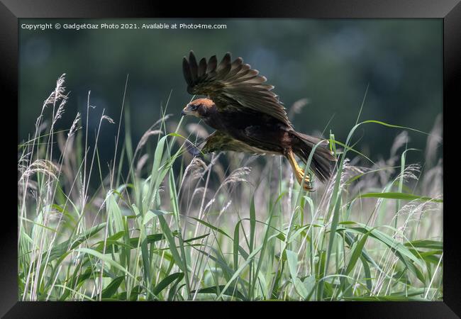 Marsh Harrier Juvenile rising from the reedbed Framed Print by GadgetGaz Photo