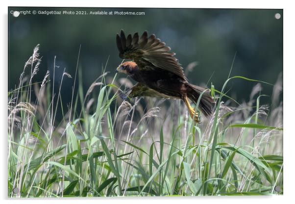 Marsh Harrier Juvenile rising from the reedbed Acrylic by GadgetGaz Photo