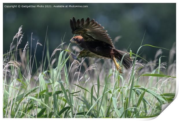 Marsh Harrier Juvenile rising from the reedbed Print by GadgetGaz Photo