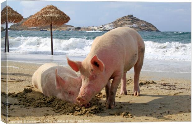 Two pigs relaxing at the beach - Mykonos, Greece Canvas Print by Lensw0rld 