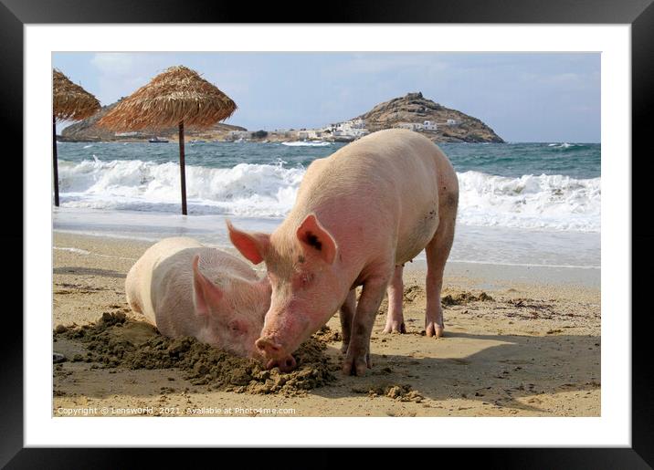 Two pigs relaxing at the beach - Mykonos, Greece Framed Mounted Print by Lensw0rld 