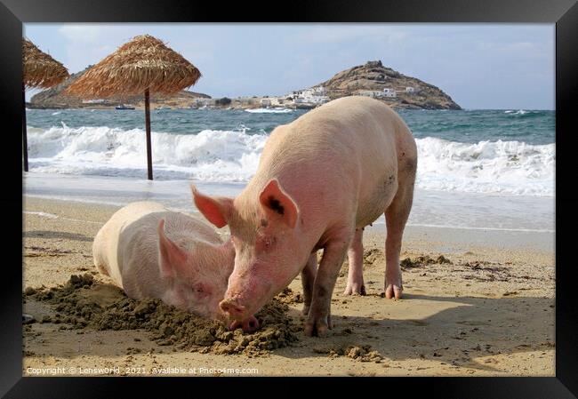 Two pigs relaxing at the beach - Mykonos, Greece Framed Print by Lensw0rld 