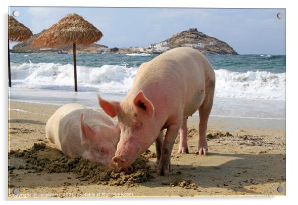 Two pigs relaxing at the beach - Mykonos, Greece Acrylic by Lensw0rld 