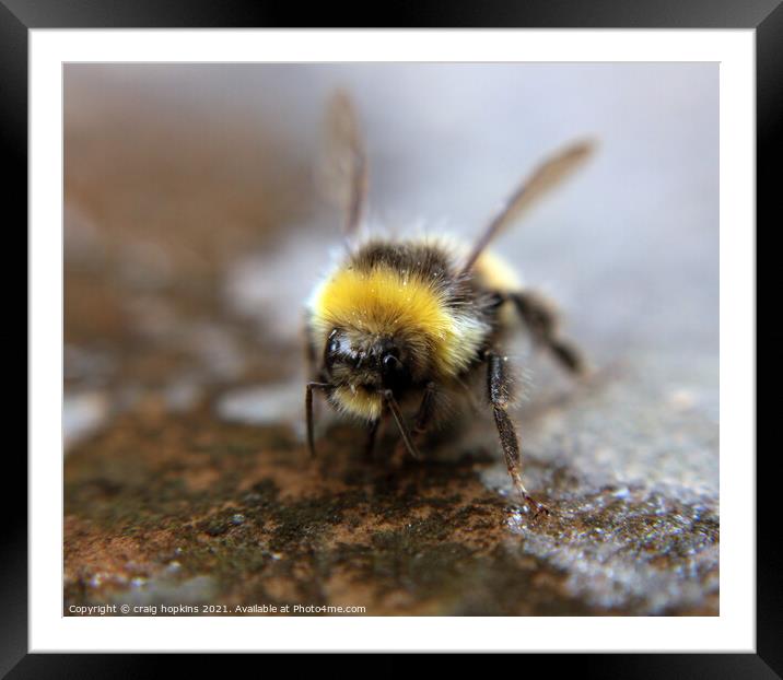 Thirsty bee Framed Mounted Print by craig hopkins