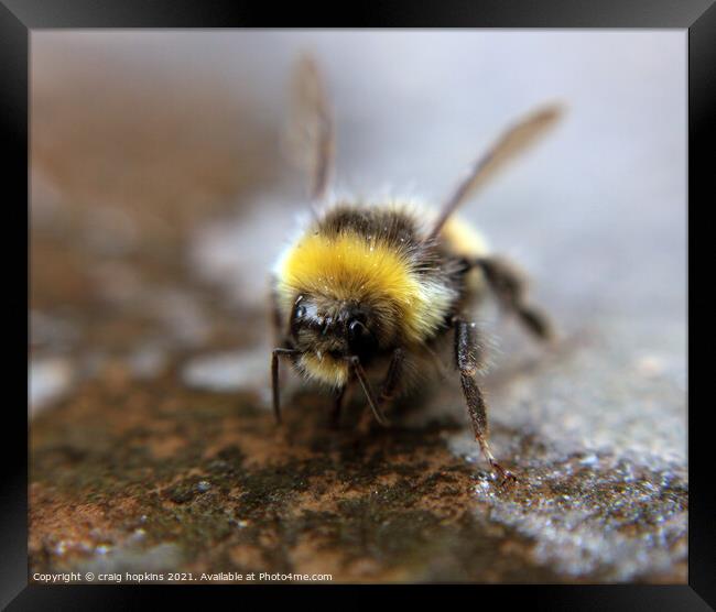 Thirsty bee Framed Print by craig hopkins