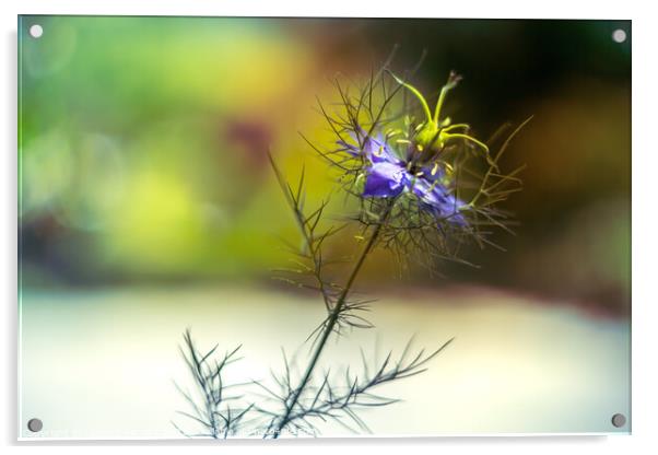 Love-in-a-mist blue flower - Nigella damascena Acrylic by Laurent Renault