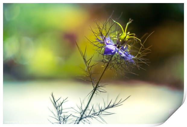 Love-in-a-mist blue flower - Nigella damascena Print by Laurent Renault