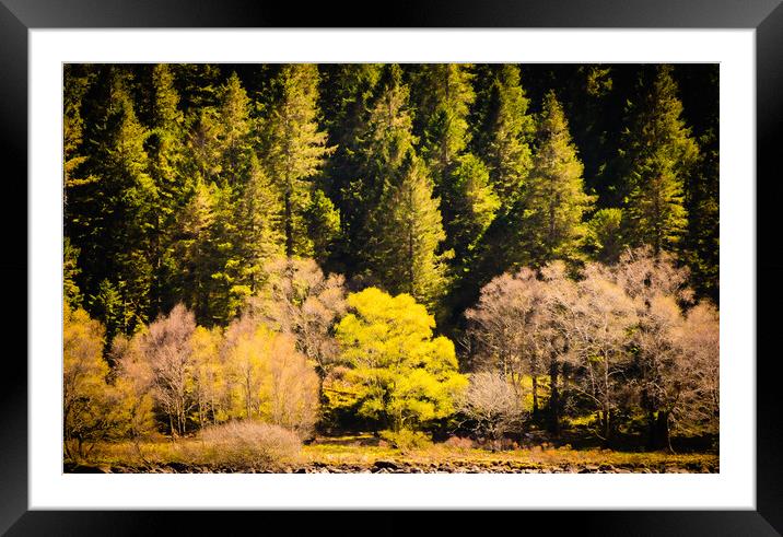 Trees Framed Mounted Print by David Martin