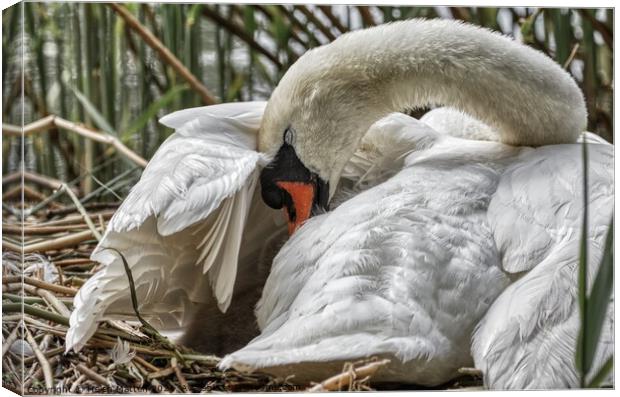 Swan settling her young under her wing Canvas Print by Helkoryo Photography