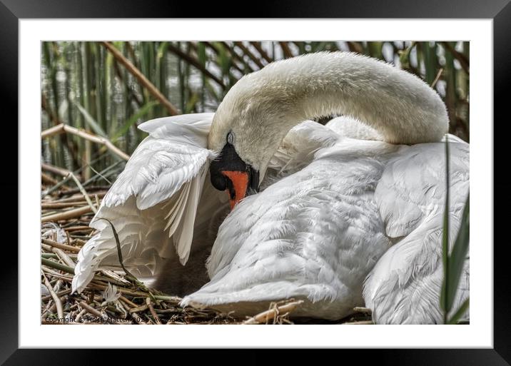 Swan settling her young under her wing Framed Mounted Print by Helkoryo Photography