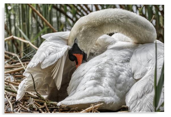 Swan settling her young under her wing Acrylic by Helkoryo Photography