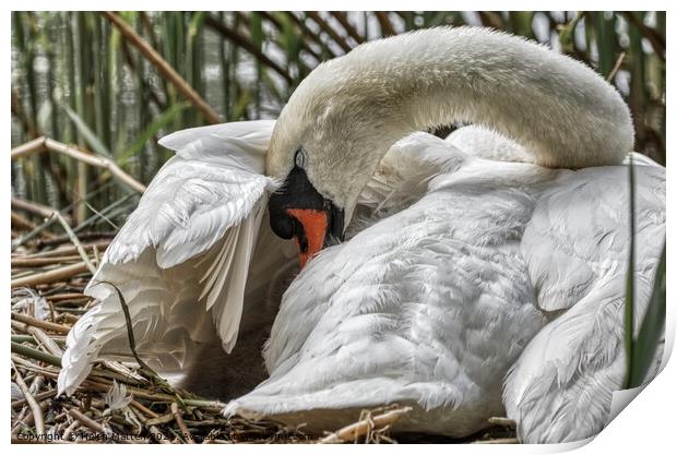 Swan settling her young under her wing Print by Helkoryo Photography