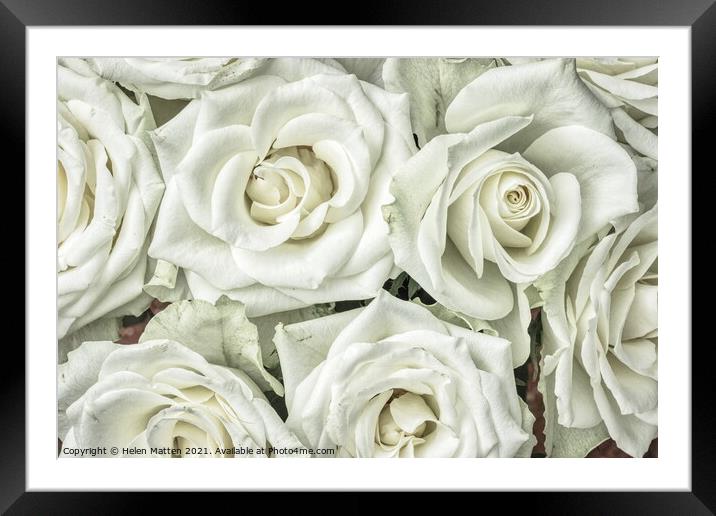 White Roses HDR Framed Mounted Print by Helkoryo Photography