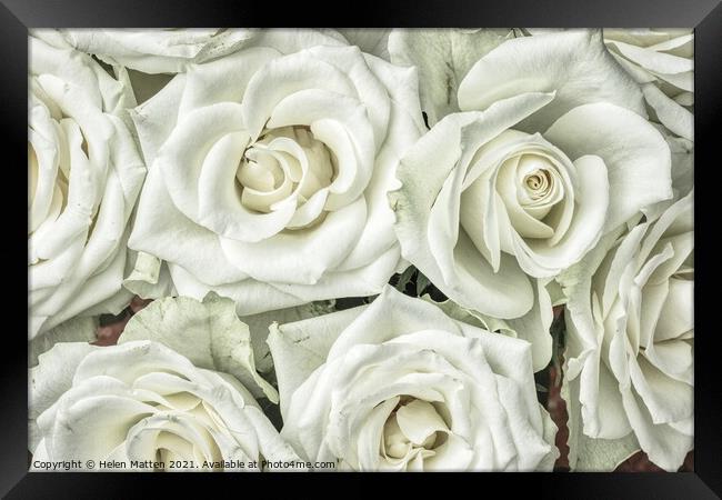 White Roses HDR Framed Print by Helkoryo Photography