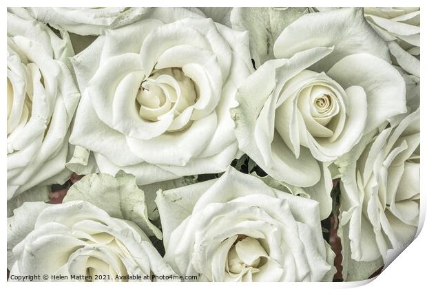 White Roses HDR Print by Helkoryo Photography