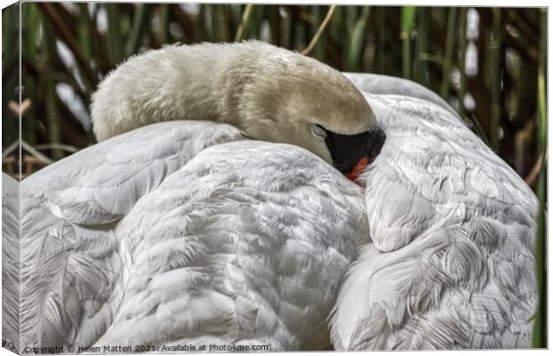 A Swan Sleeping Canvas Print by Helkoryo Photography