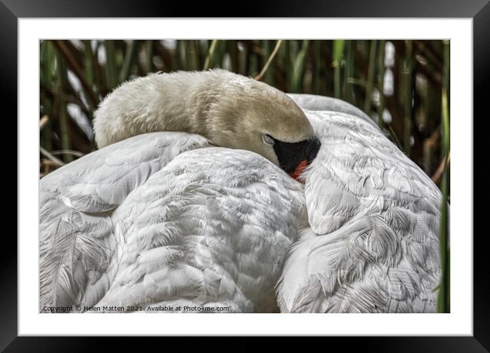A Swan Sleeping Framed Mounted Print by Helkoryo Photography