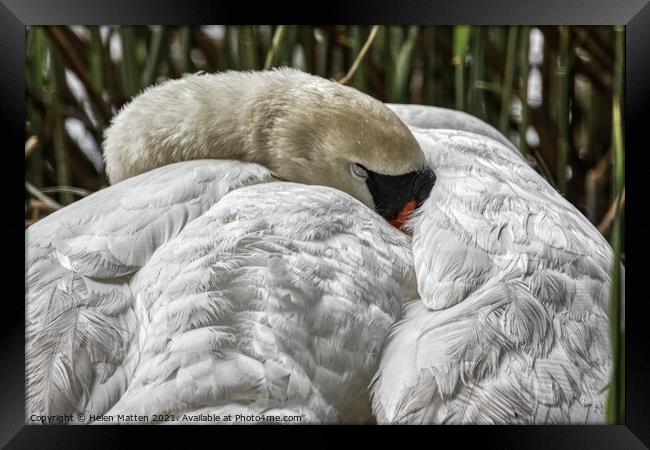 A Swan Sleeping Framed Print by Helkoryo Photography