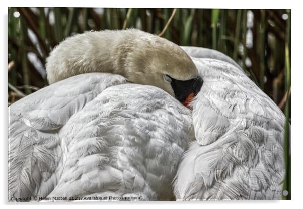 A Swan Sleeping Acrylic by Helkoryo Photography