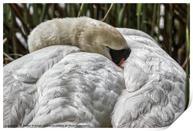 A Swan Sleeping Print by Helkoryo Photography