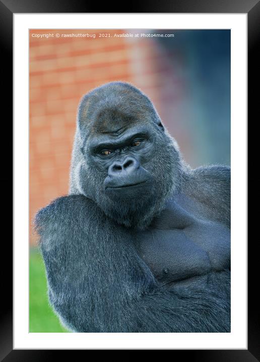 Silverback Gorilla's Side Look Framed Mounted Print by rawshutterbug 