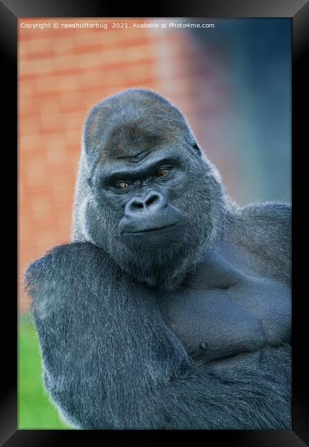 Silverback Gorilla's Side Look Framed Print by rawshutterbug 