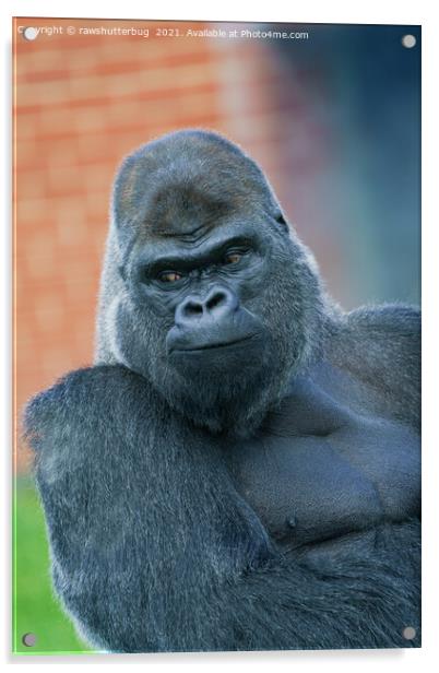 Silverback Gorilla's Side Look Acrylic by rawshutterbug 