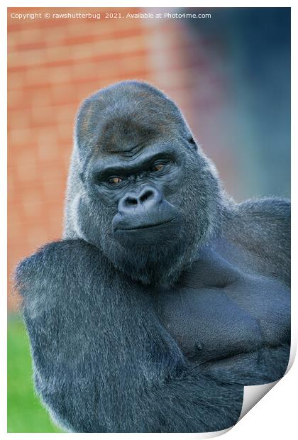 Silverback Gorilla's Side Look Print by rawshutterbug 