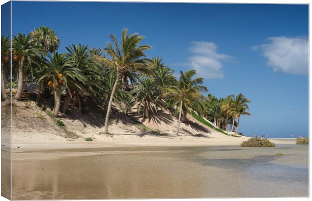 Coconut Palms at the Sotavento Lagoon, Fuerteventura Canvas Print by Ashley Wootton